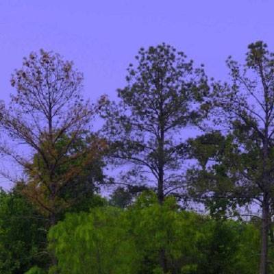 兽王争霸破解版无限金币钻石免费