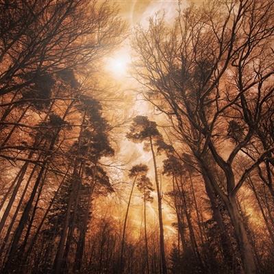 刘晓庆外甥方声明