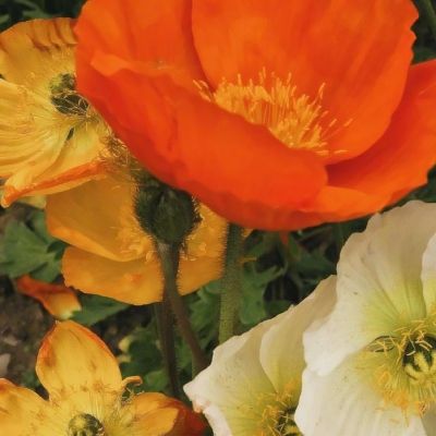 国防部提到一个铁的事实：日本侵略过所有周边国家