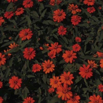 激遇济南 光链未来 2026济南激光...