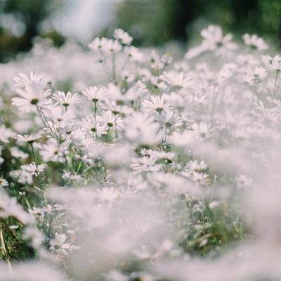 宏力医疗管理公布将继续停牌