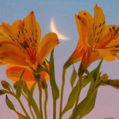 普氏调降北海Forties原油脱硫补偿金至2017年以来最低水平