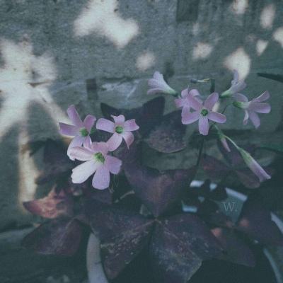 特朗普:伊朗已同意放弃拥核武 伊 朗:别把你们的失败当作协议