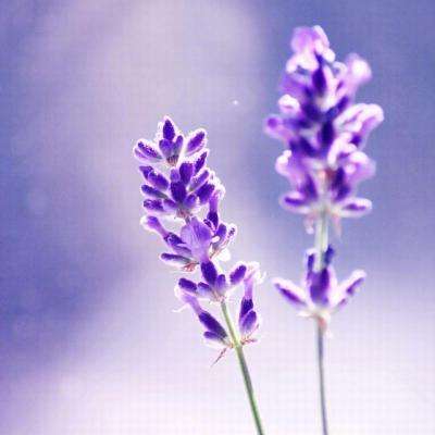 乐鱼体育APP网站/手机版下载截图