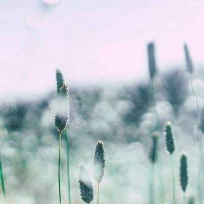 爱吃荔枝的人“天塌了”