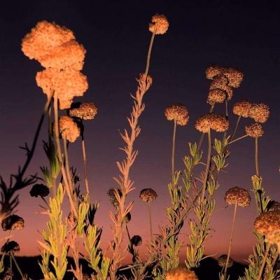 OpenAI的“特洛伊木马” 叩击谷歌的搜索命门