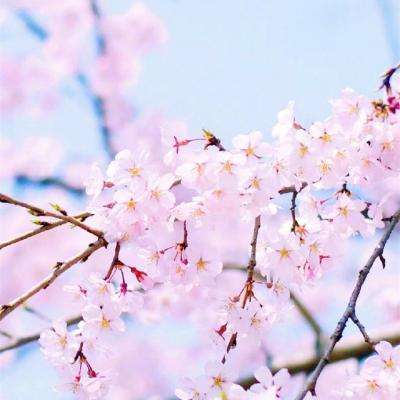 泰国将“武安侯”植入征兵海报