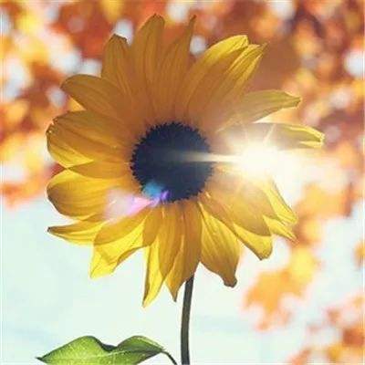 217永信贵宾会体育娱乐APP/手机APP下载