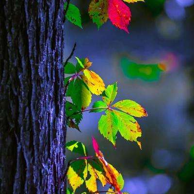 x电竞app官网相关推荐1