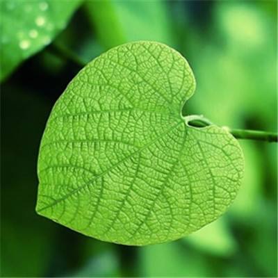 航空发动机专家严红病逝 享年57岁