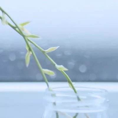 325棋盘app官方下载